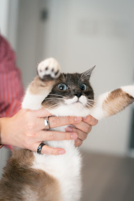 抱き上げられる猫